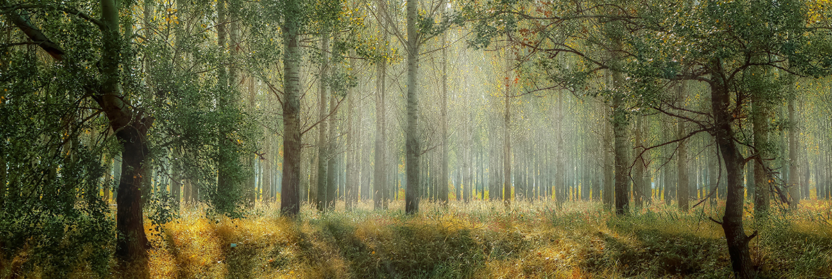 Trees in sunlit forest